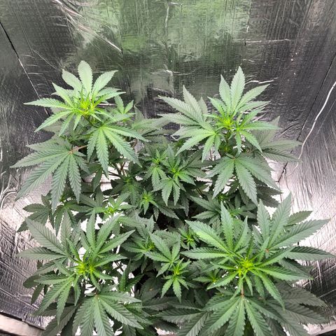 Morena Tropicana  growlog timeline photo