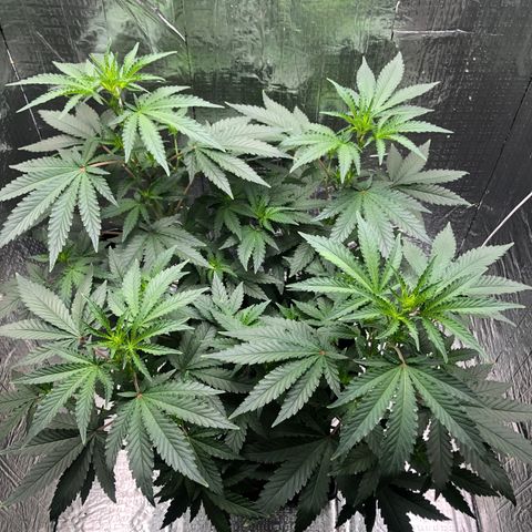 Morena Tropicana  growlog timeline photo