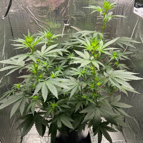 Morena Tropicana  growlog timeline photo