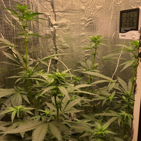 Morena Tropicana  growlog timeline photo