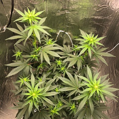 Morena Tropicana  growlog timeline photo