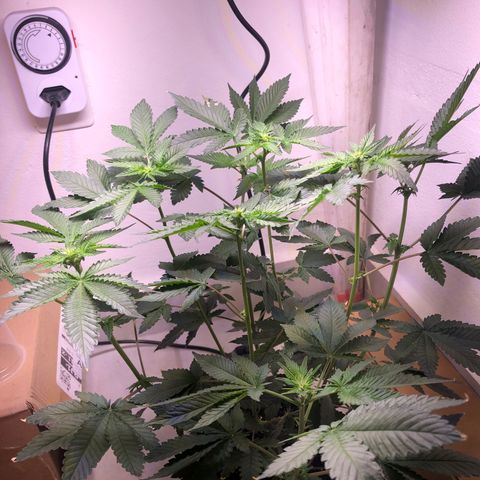 24k Gold growlog timeline photo
