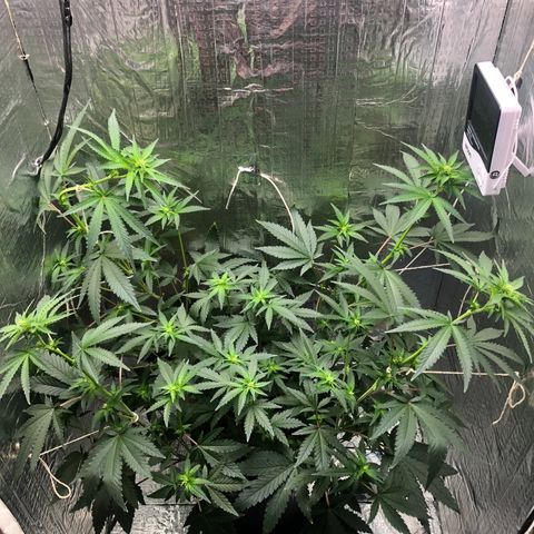 Morena Tropicana  growlog timeline photo