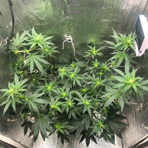 Morena Tropicana  growlog timeline photo
