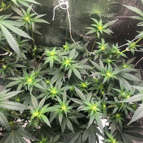 Morena Tropicana  growlog timeline photo
