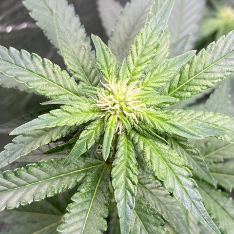 Morena Tropicana  growlog timeline photo