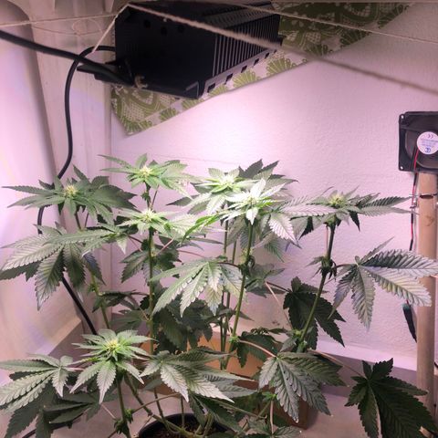24k Gold growlog timeline photo