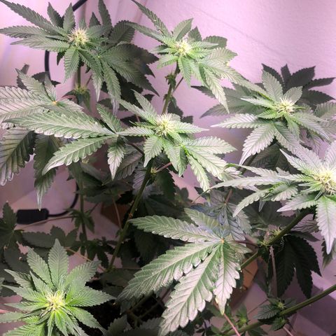 24k Gold growlog timeline photo