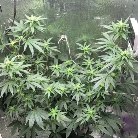 Morena Tropicana  growlog timeline photo