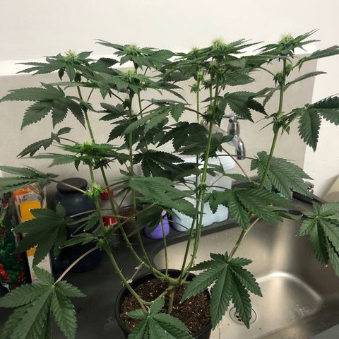 24k Gold growlog timeline photo