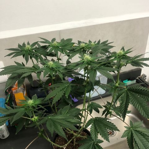 24k Gold growlog timeline photo