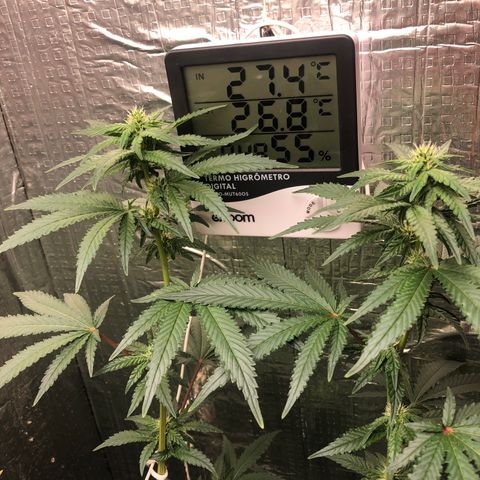 Morena Tropicana  growlog timeline photo