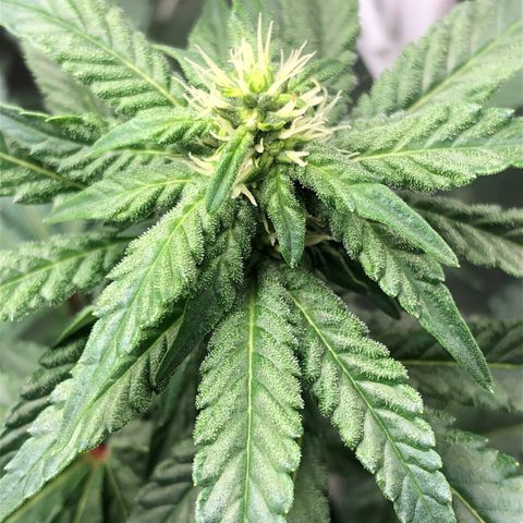 Morena Tropicana  growlog timeline photo