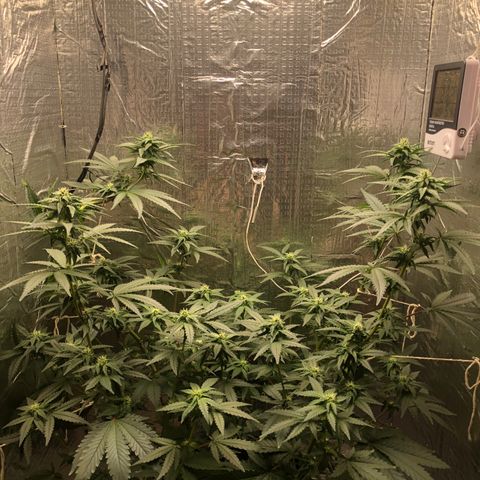 Morena Tropicana  growlog timeline photo
