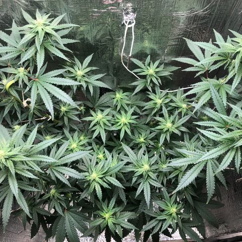 Morena Tropicana  growlog timeline photo