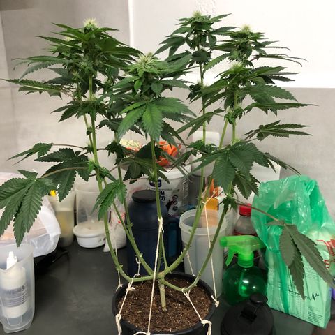 24k Gold growlog timeline photo