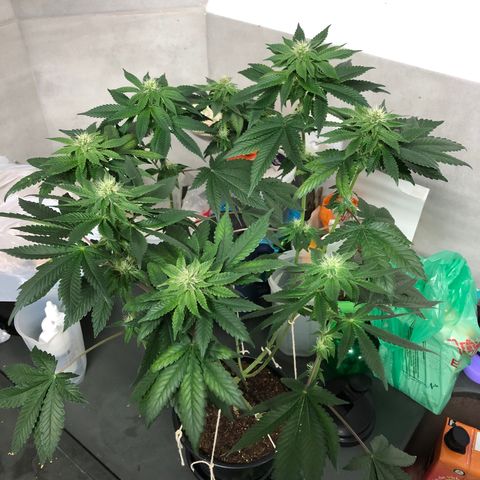 24k Gold growlog timeline photo