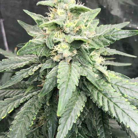 Morena Tropicana  growlog timeline photo