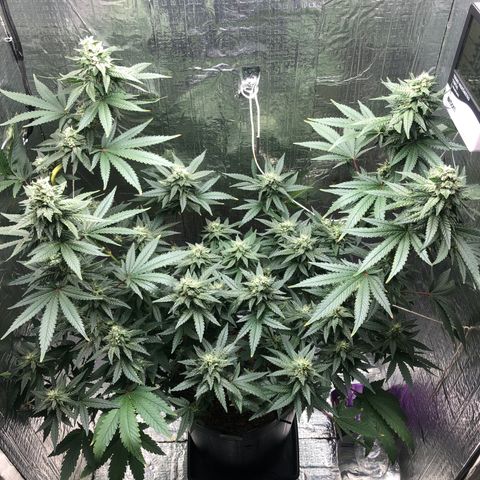 Morena Tropicana  growlog timeline photo