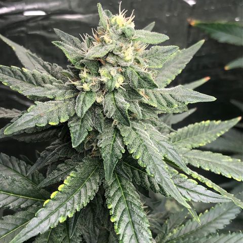 Morena Tropicana  growlog timeline photo
