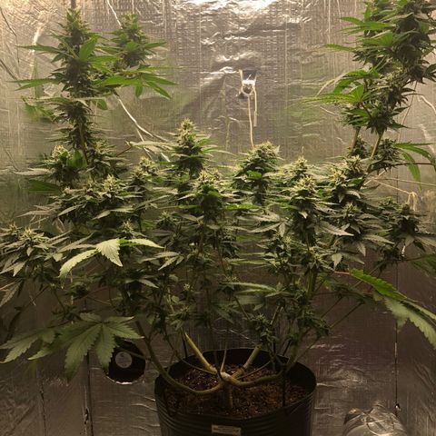 Morena Tropicana  growlog timeline photo