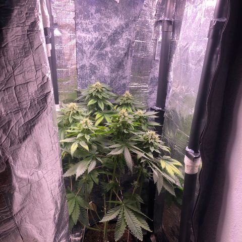 24k Gold growlog timeline photo