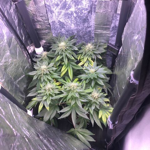 24k Gold growlog timeline photo