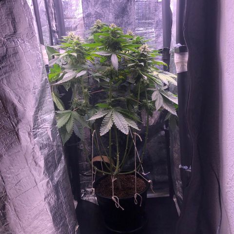 24k Gold growlog timeline photo