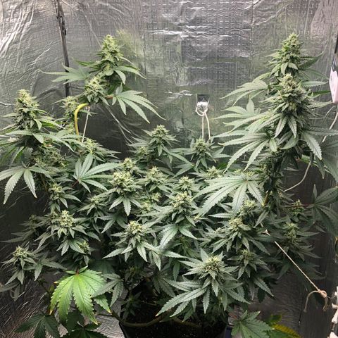 Morena Tropicana  growlog timeline photo