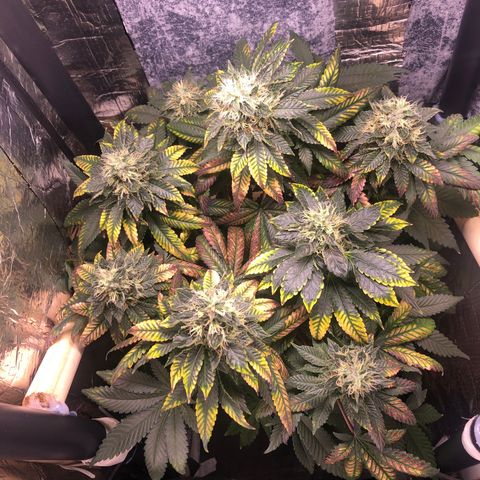 24k Gold growlog timeline photo
