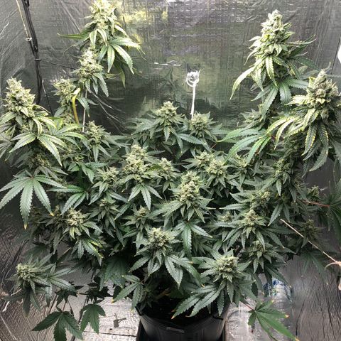 Morena Tropicana  growlog timeline photo