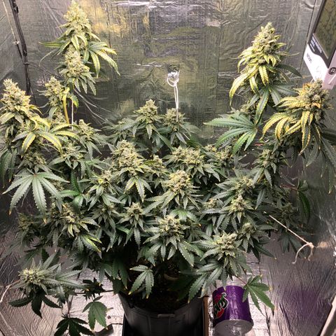 Morena Tropicana  growlog timeline photo