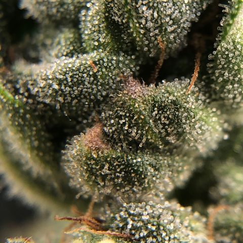 Morena Tropicana  growlog timeline photo