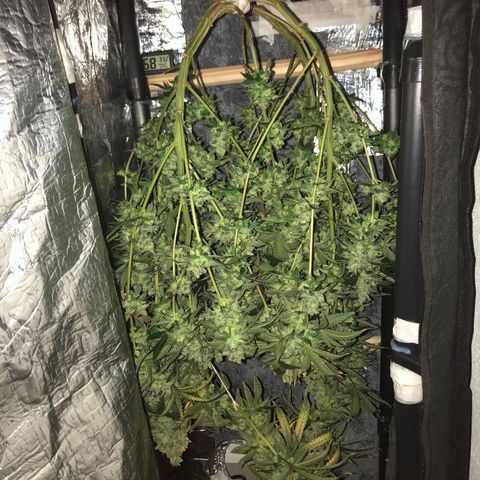 Morena Tropicana  growlog timeline photo