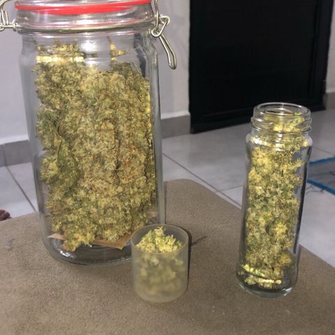 Morena Tropicana  growlog timeline photo