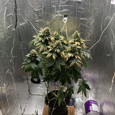 24k Gold growlog timeline photo