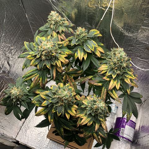 24k Gold growlog timeline photo