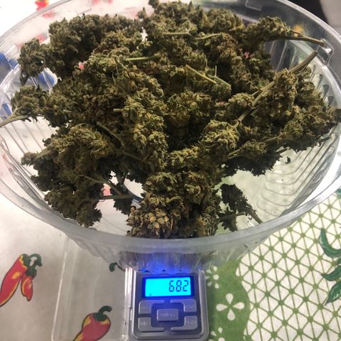 Morena Tropicana  growlog timeline photo