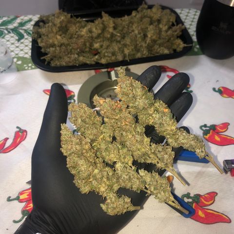 Morena Tropicana  growlog timeline photo