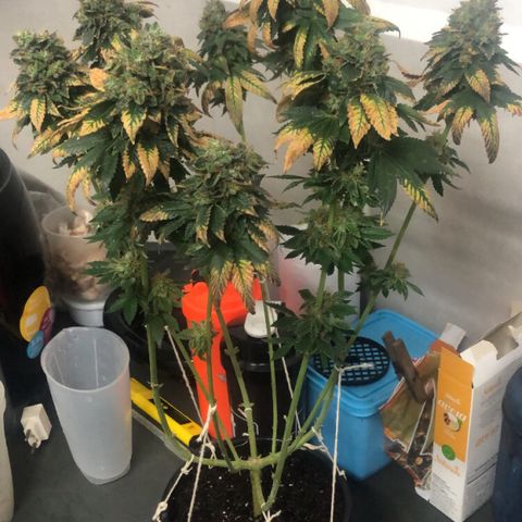 24k Gold growlog timeline photo