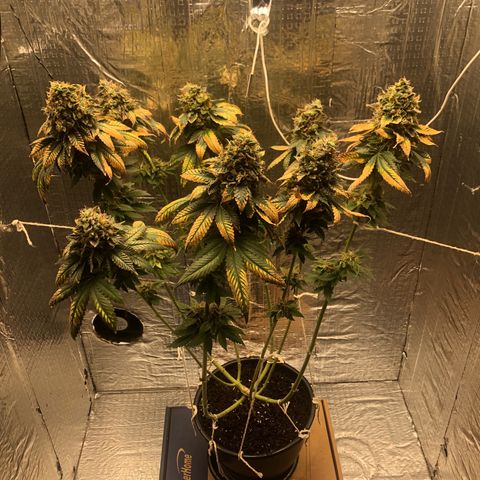 24k Gold growlog timeline photo