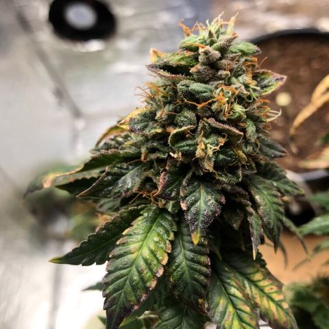 24k Gold growlog timeline photo