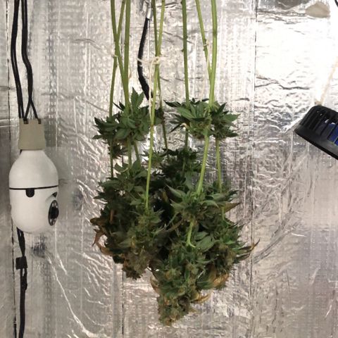 24k Gold growlog timeline photo