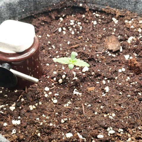 Waltraud growlog timeline photo
