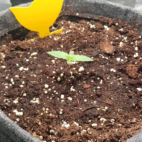 Waltraud growlog timeline photo
