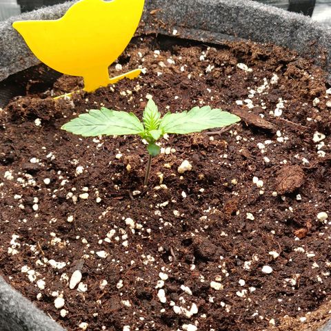 Waltraud growlog timeline photo