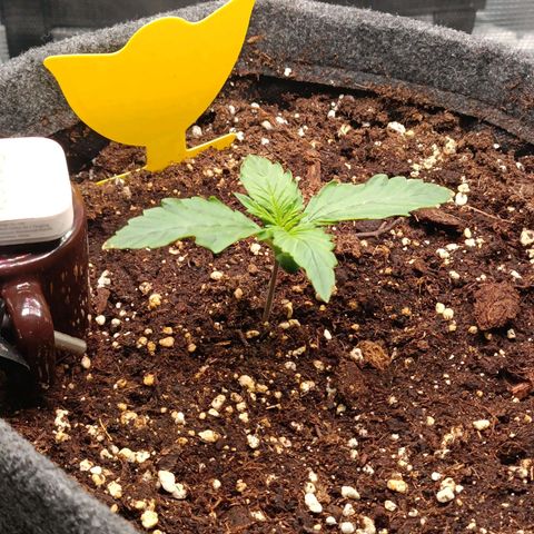 Waltraud growlog timeline photo