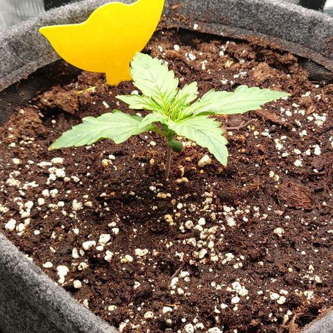 Waltraud growlog timeline photo