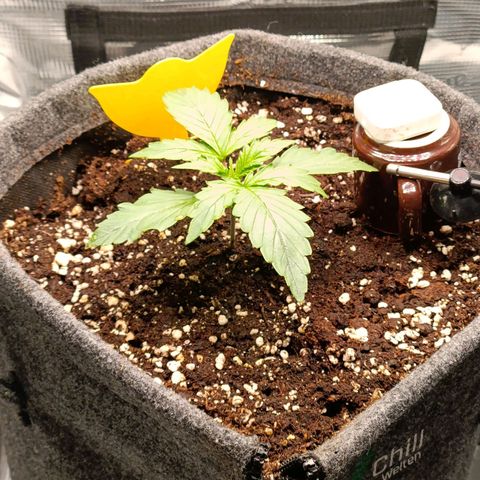 Waltraud growlog timeline photo