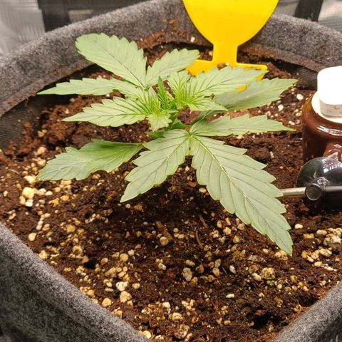 Waltraud growlog timeline photo